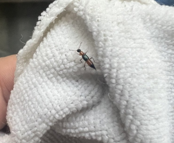 广证策略 山东多地现“飞行的硫酸”隐翅虫！有人因此差点“毁容”！这种虫子，毒液堪比硫酸！千万别拍！